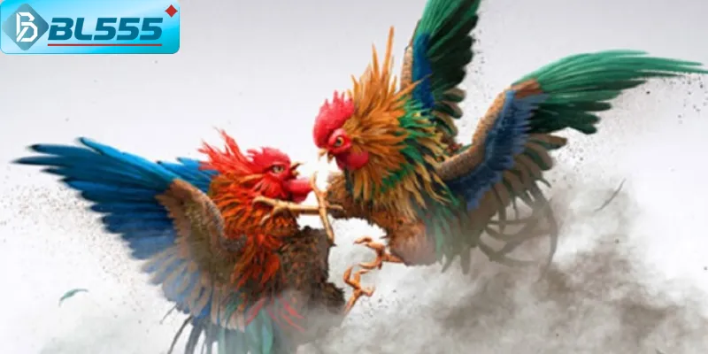 Kinh Nghiệm Chơi Đá Gà Online Thắng 90% Tại BL555 2025 Tham gia vào cộng động để tích lũy thêm kinh nghiệm chơi đá gà online