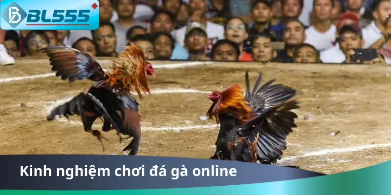 Kinh Nghiệm Chơi Đá Gà Online Thắng 90% Tại BL555 2025 Kinh Nghiệm Chơi Đá Gà Online BL555